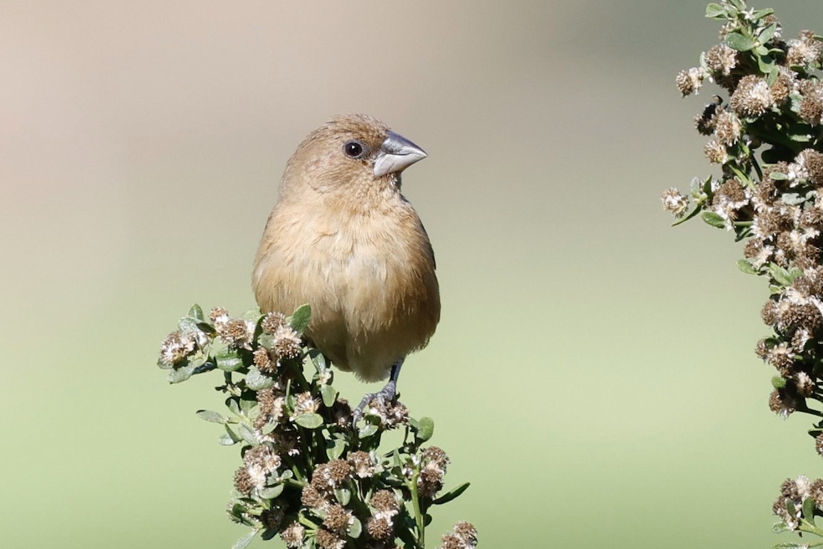 Scaly-breasted Munia - ML646417517
