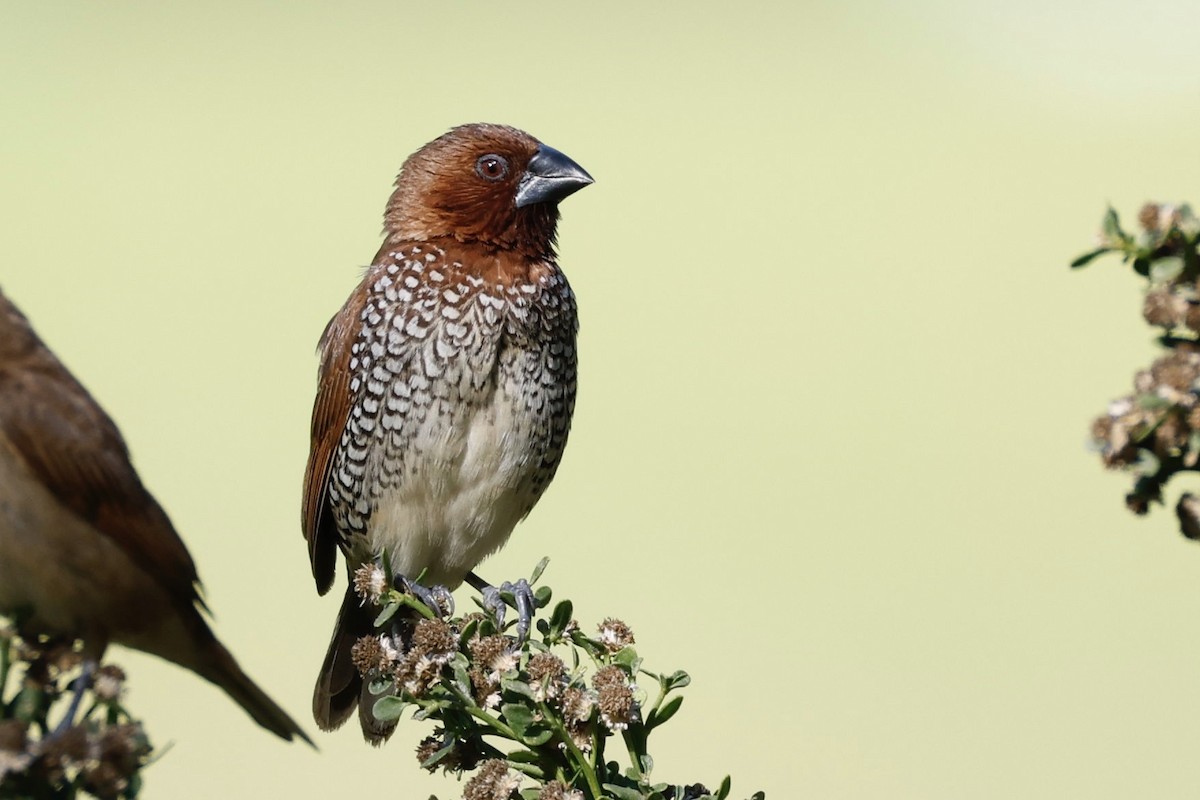 Scaly-breasted Munia - ML646417518