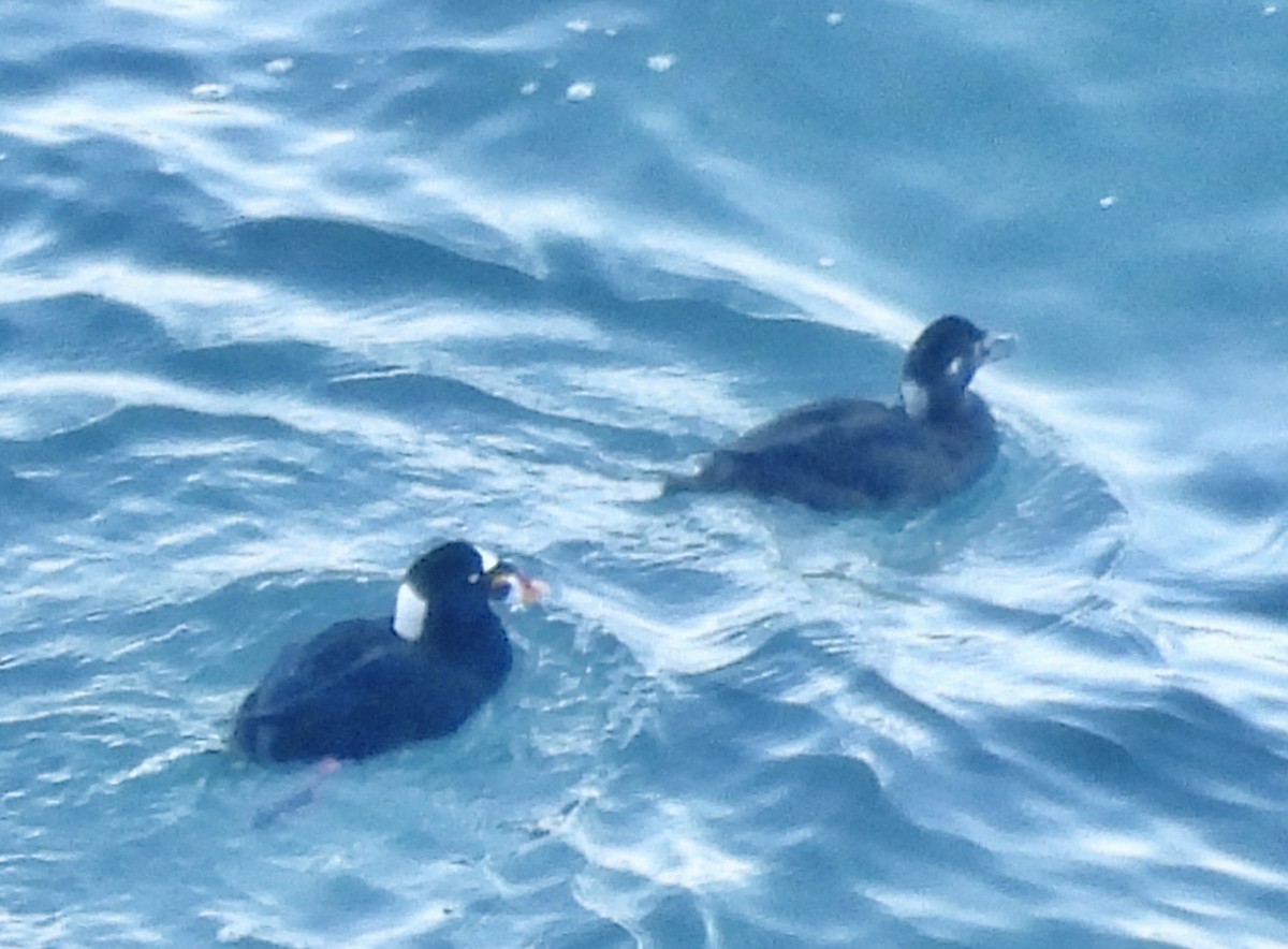 Surf Scoter - ML646417520