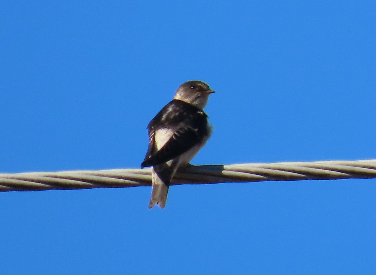 Tree Martin - ML646417523