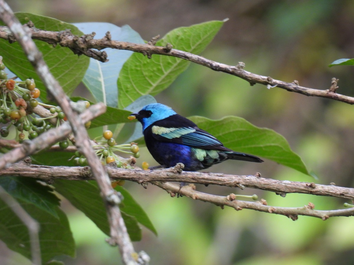 Танагра блакитношия - ML646417524