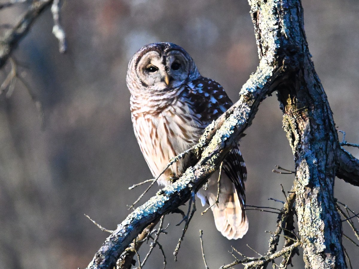 puštík proužkovaný - ML646417529