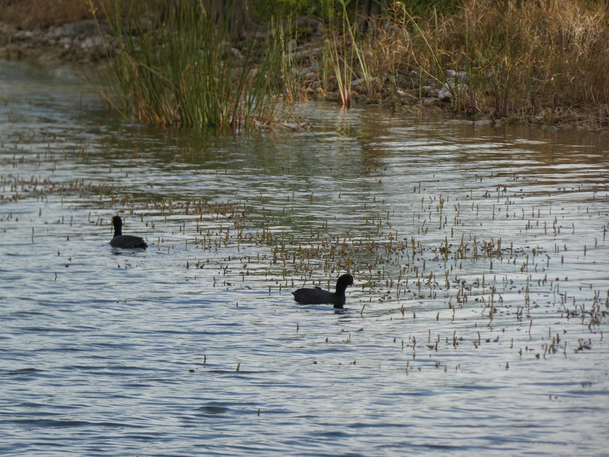 American Coot - ML646417530