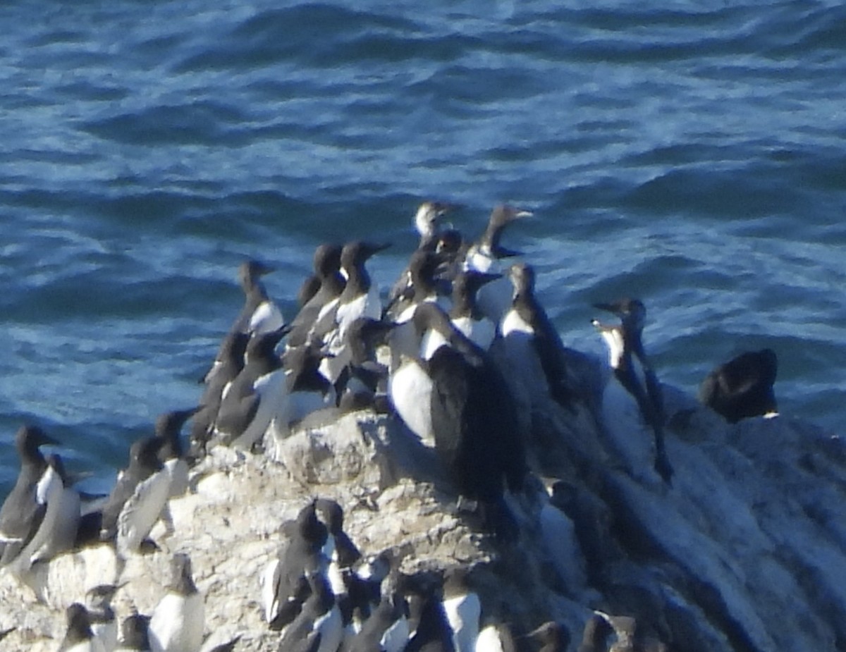 Common Murre - ML646417531