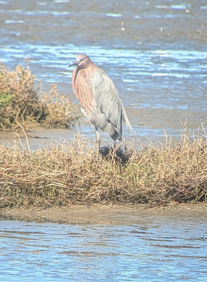 Reddish Egret - ML646417535