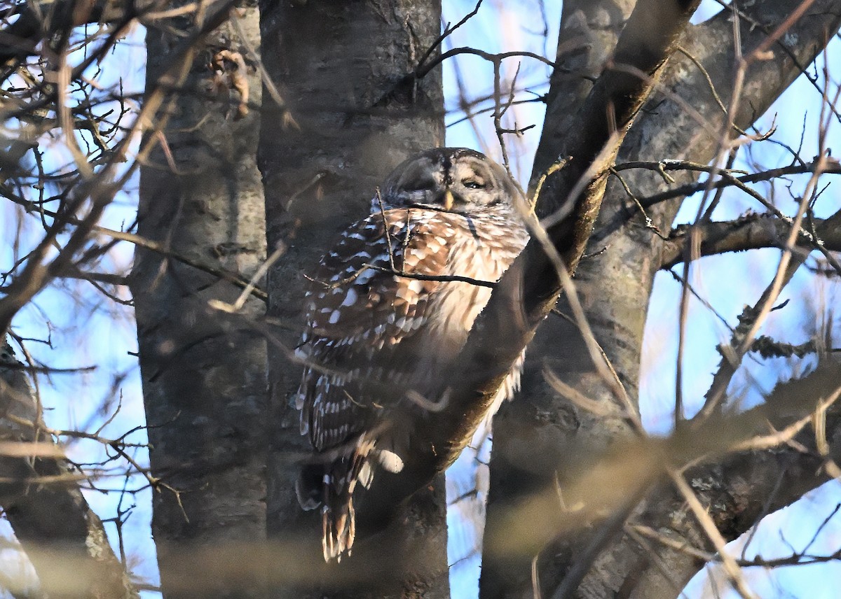 puštík proužkovaný - ML646417536