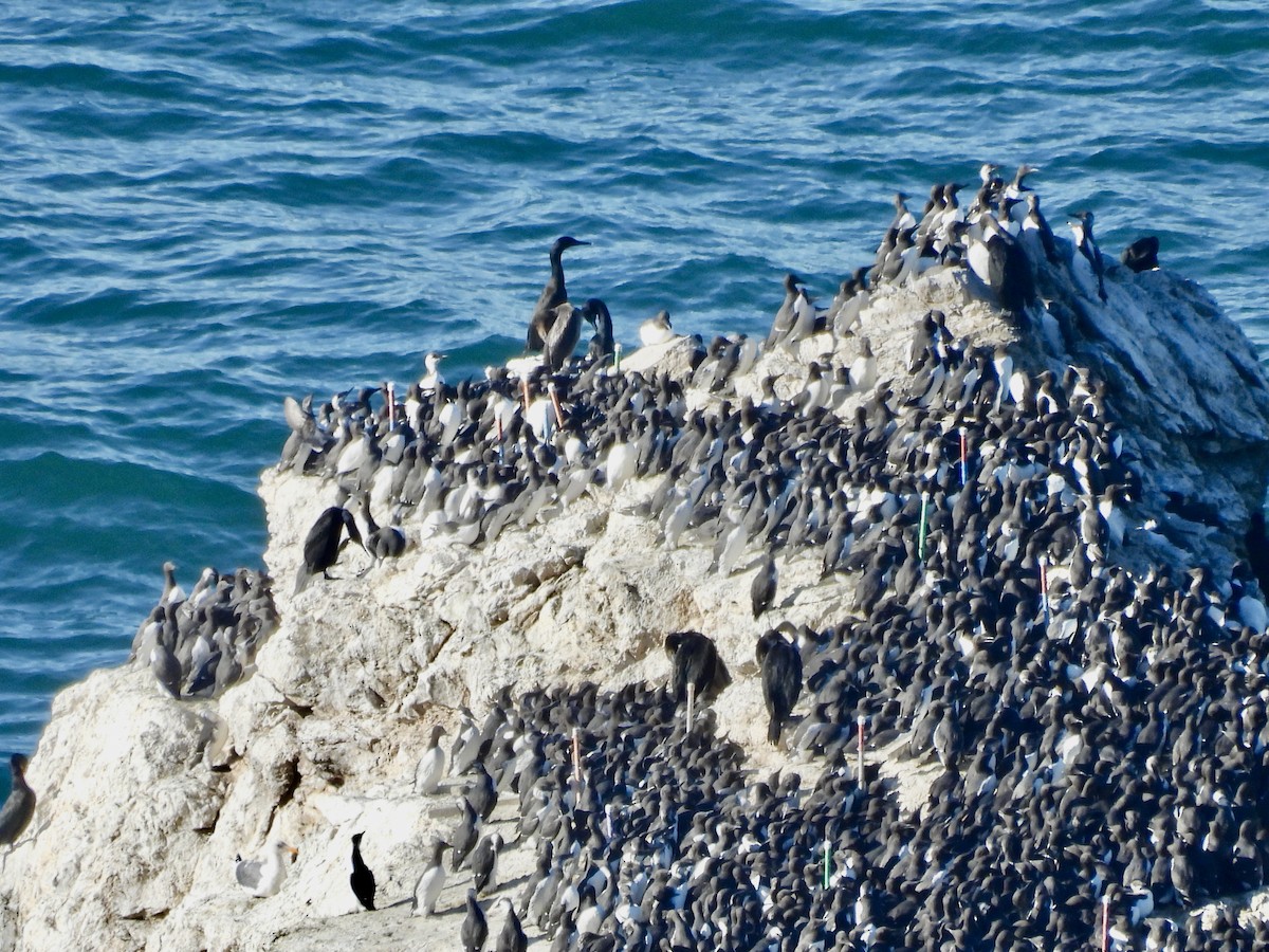 Common Murre - ML646417537