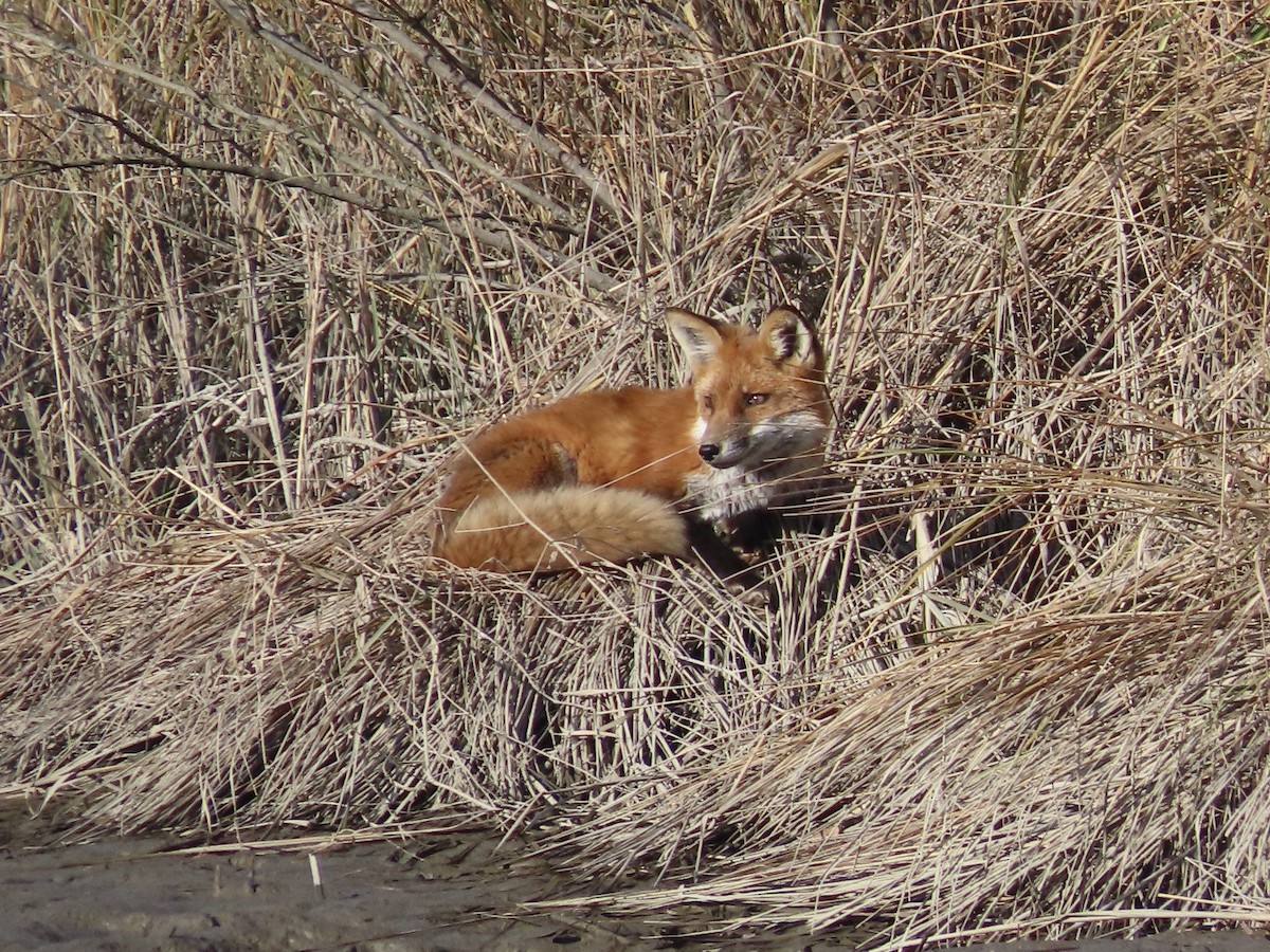 Animals - ML646417538