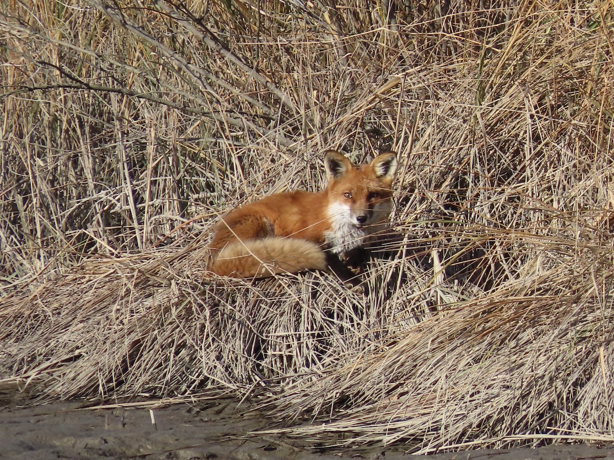 Animals - ML646417539