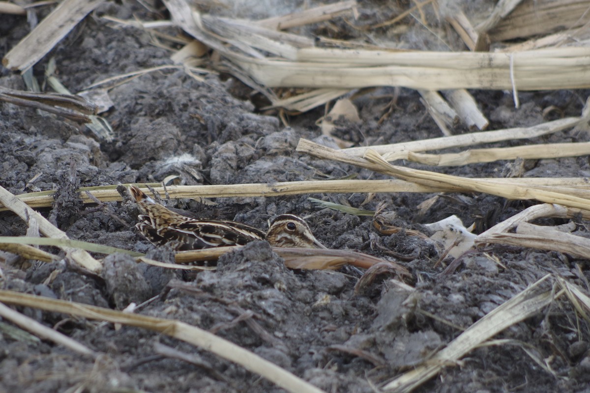 Wilson's Snipe - ML646417540