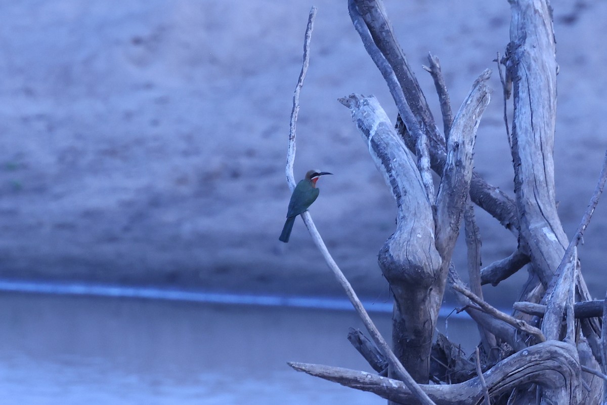 White-fronted Bee-eater - ML646417542