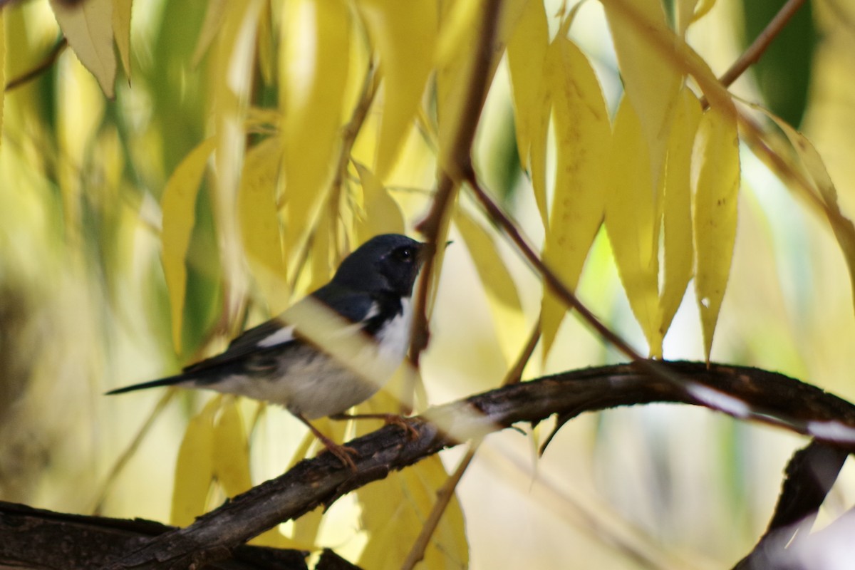 Black-throated Blue Warbler - ML646417547