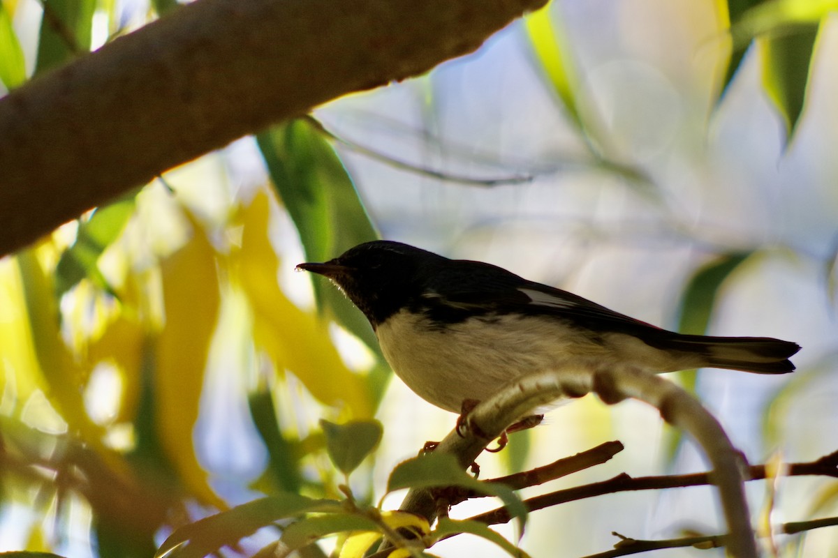 Black-throated Blue Warbler - ML646417548