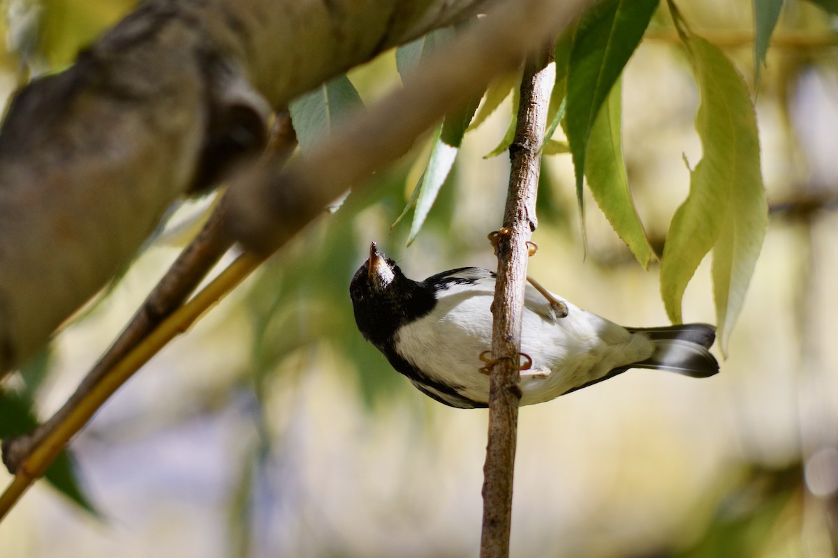 Black-throated Blue Warbler - ML646417549