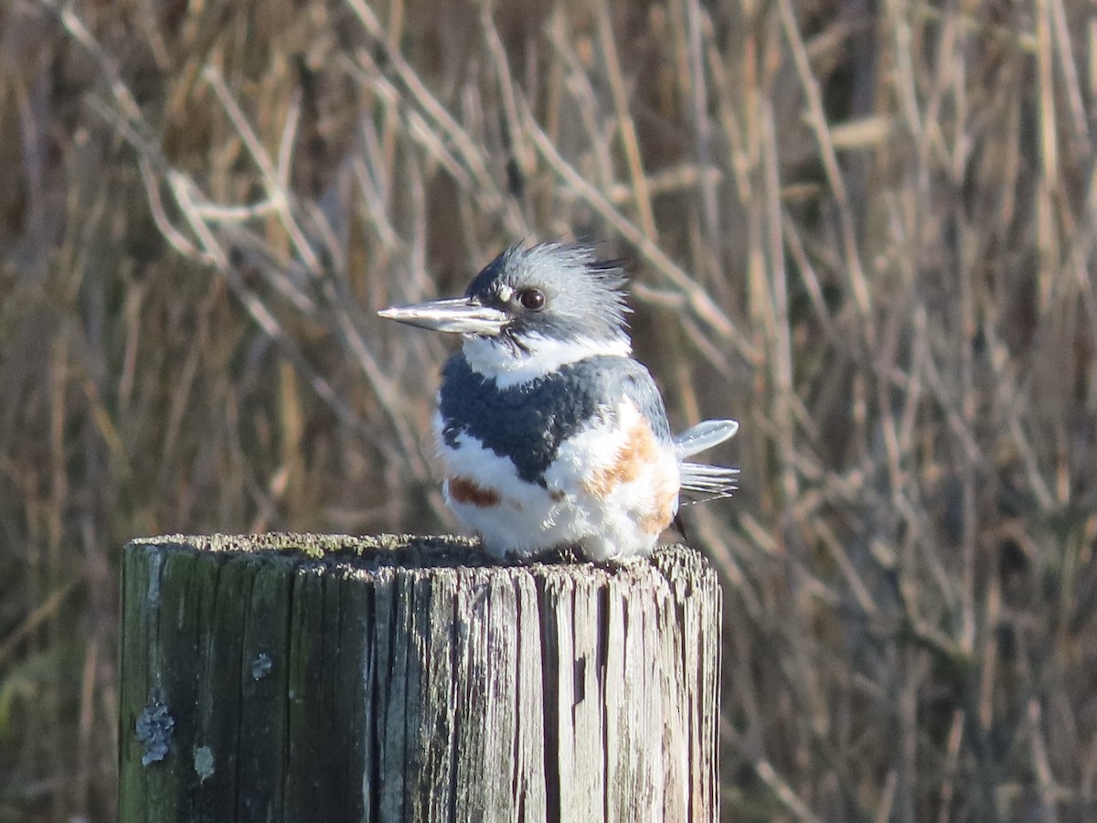 Belted Kingfisher - ML646417550