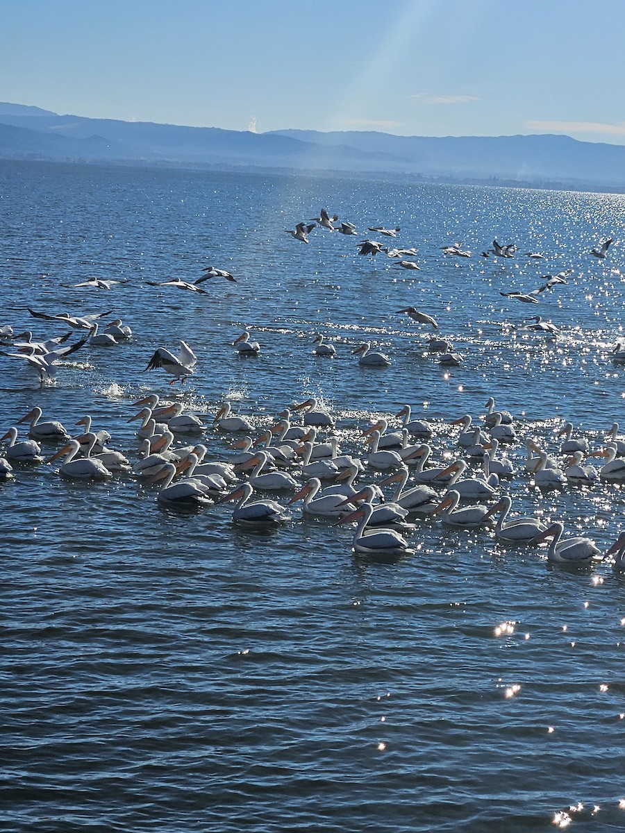 American White Pelican - ML646417551