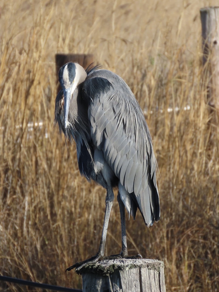 Great Blue Heron (Great Blue) - ML646417554
