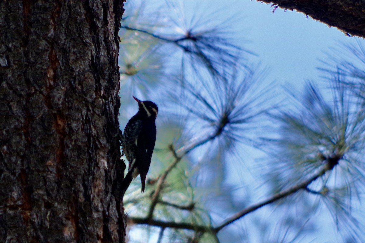Williamson's Sapsucker - ML646417555