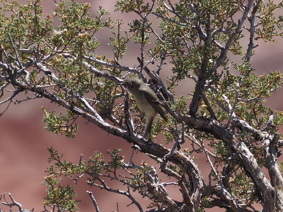Ruby-crowned Kinglet - ML646417556