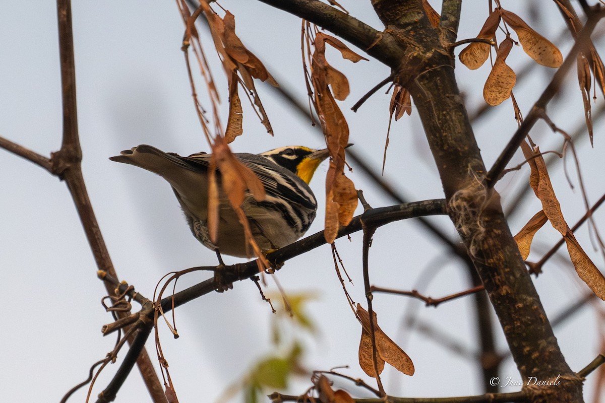 Goldkehl-Waldsänger - ML646417558