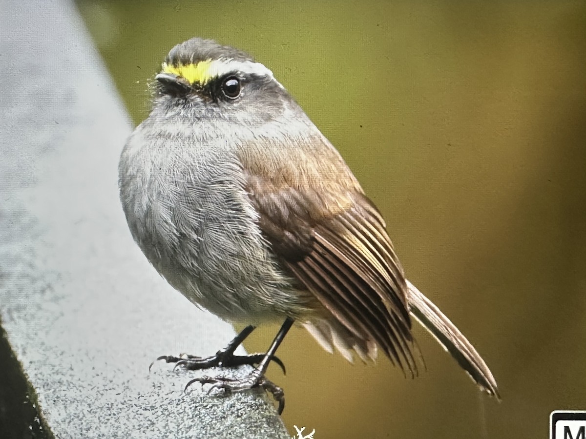 チャガシラヒタキタイランチョウ - ML646417559