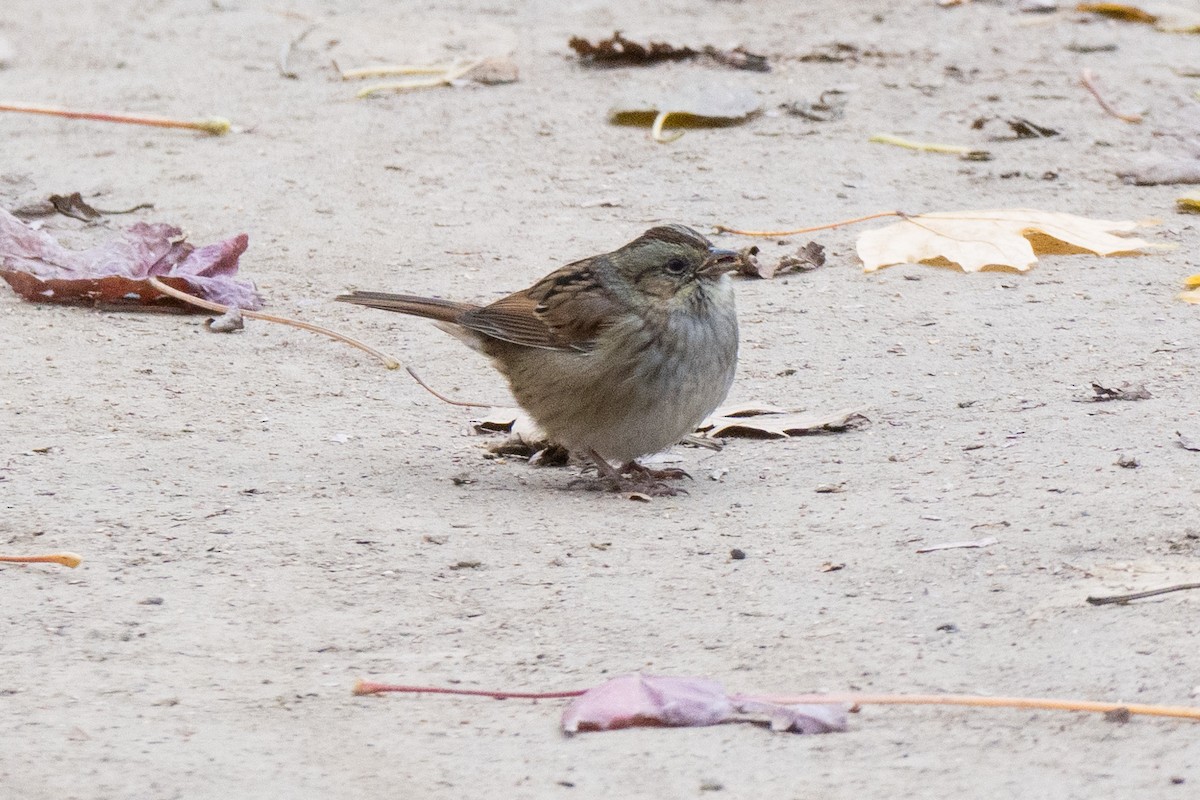 Swamp Sparrow - ML646417560