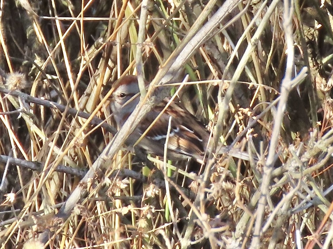 Пасовник північний - ML646417561