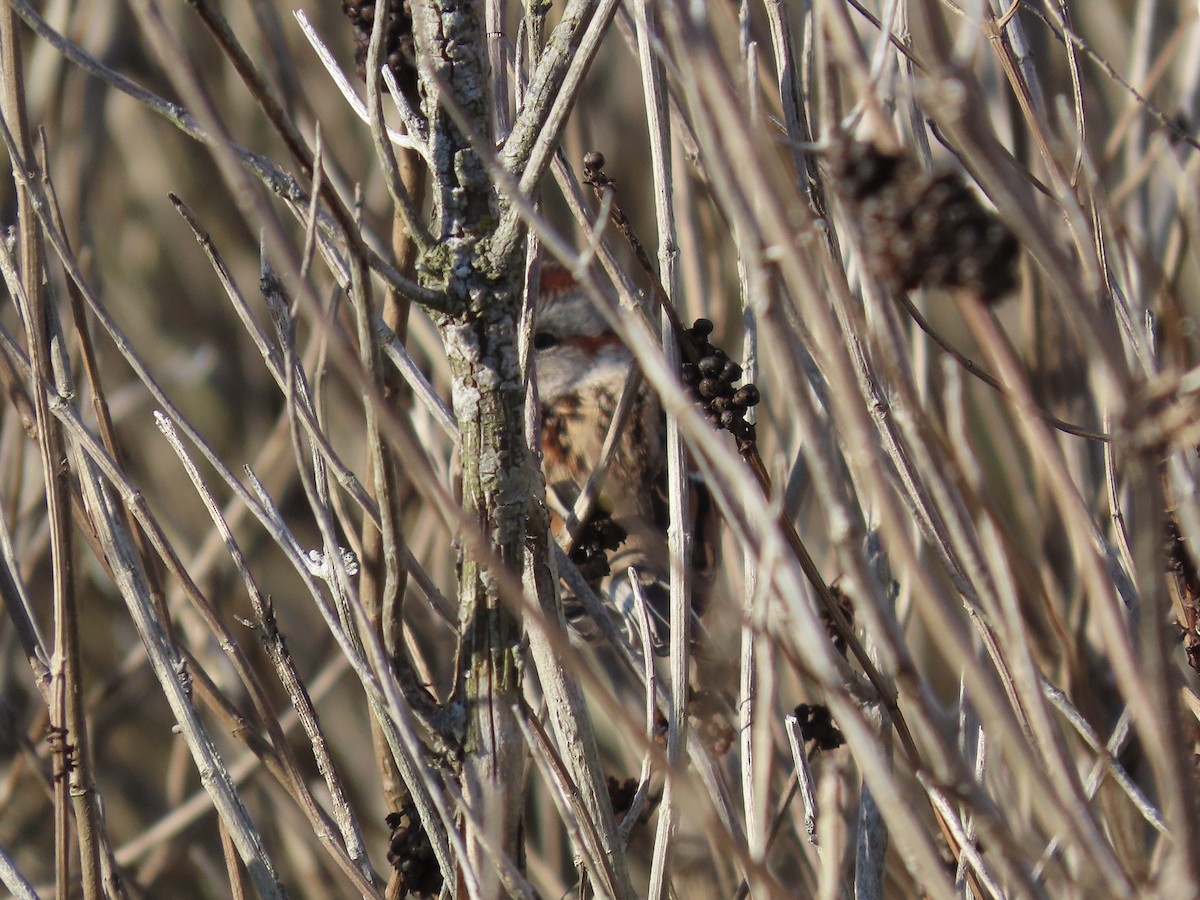 Пасовник північний - ML646417562