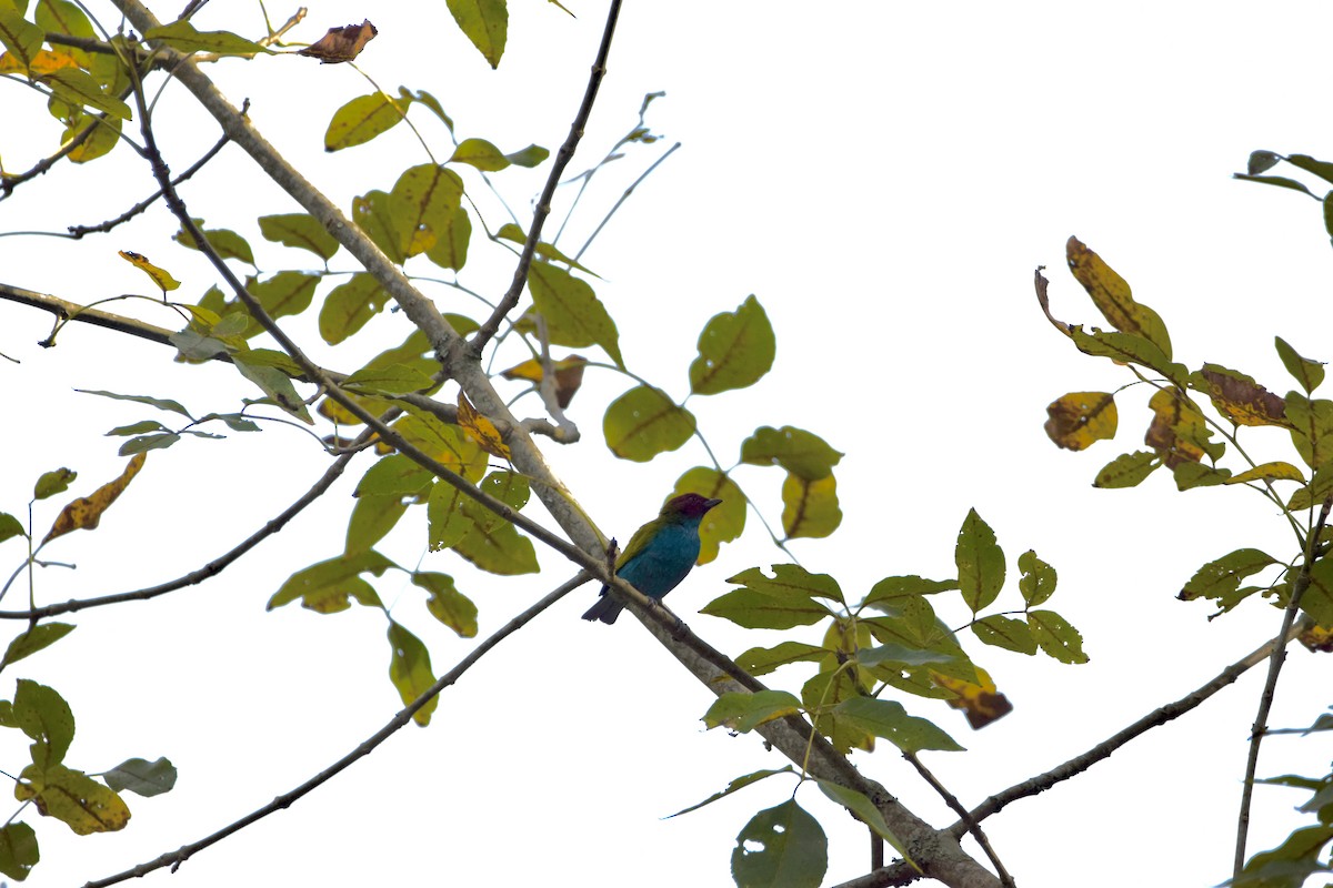 Tangara Cabecibaya - ML646417563