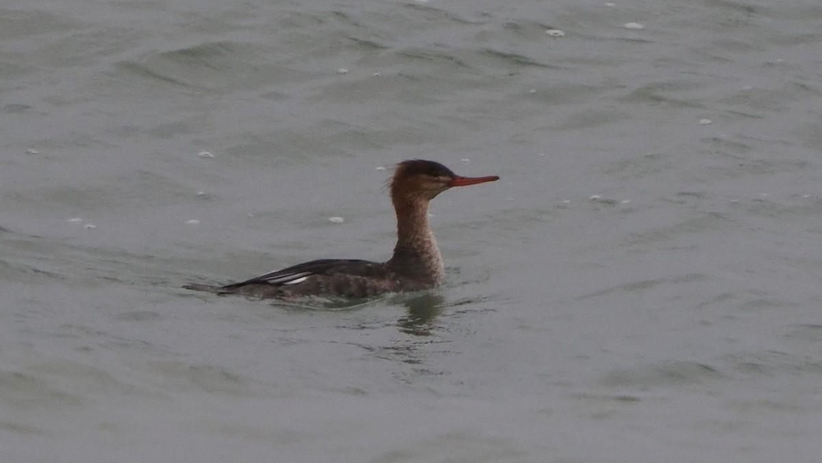 Smergo minore - ML646417565