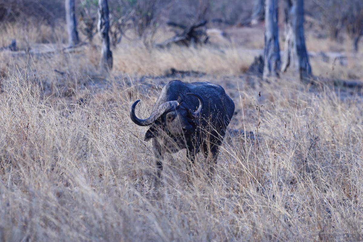 Yellow-billed Oxpecker - ML646417566