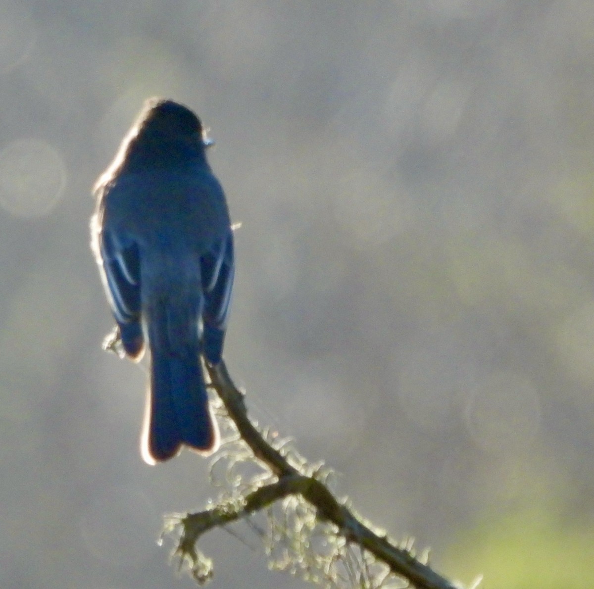 Black Phoebe - ML646417568