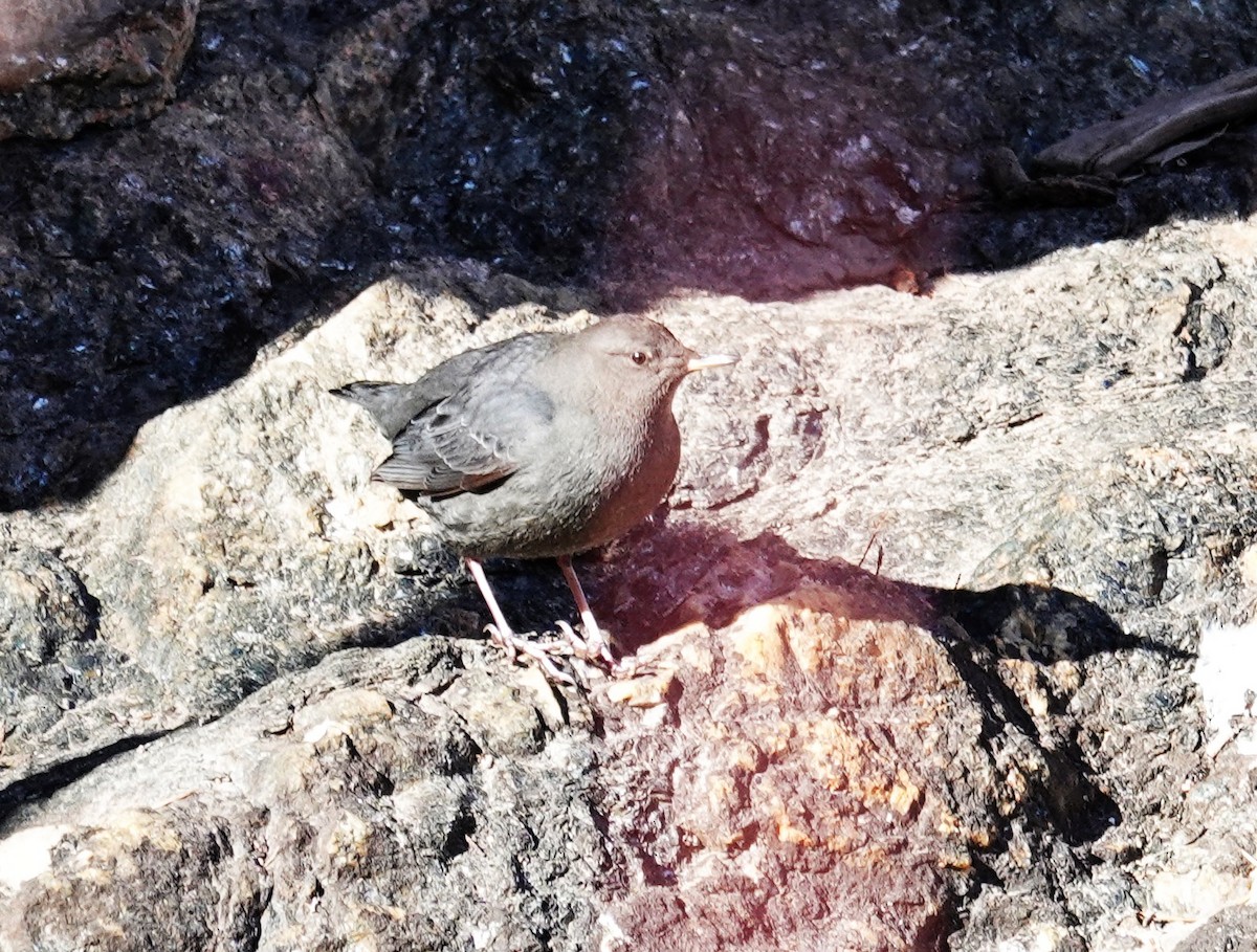 skorec šedý - ML646417569