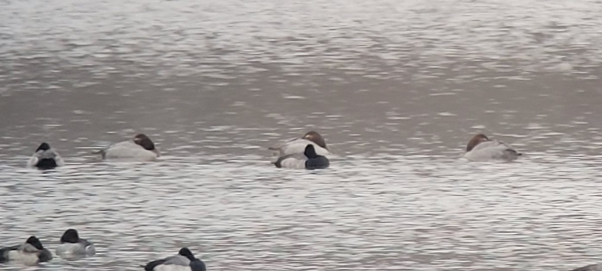 Murgilari bizkarzuria - ML646417570