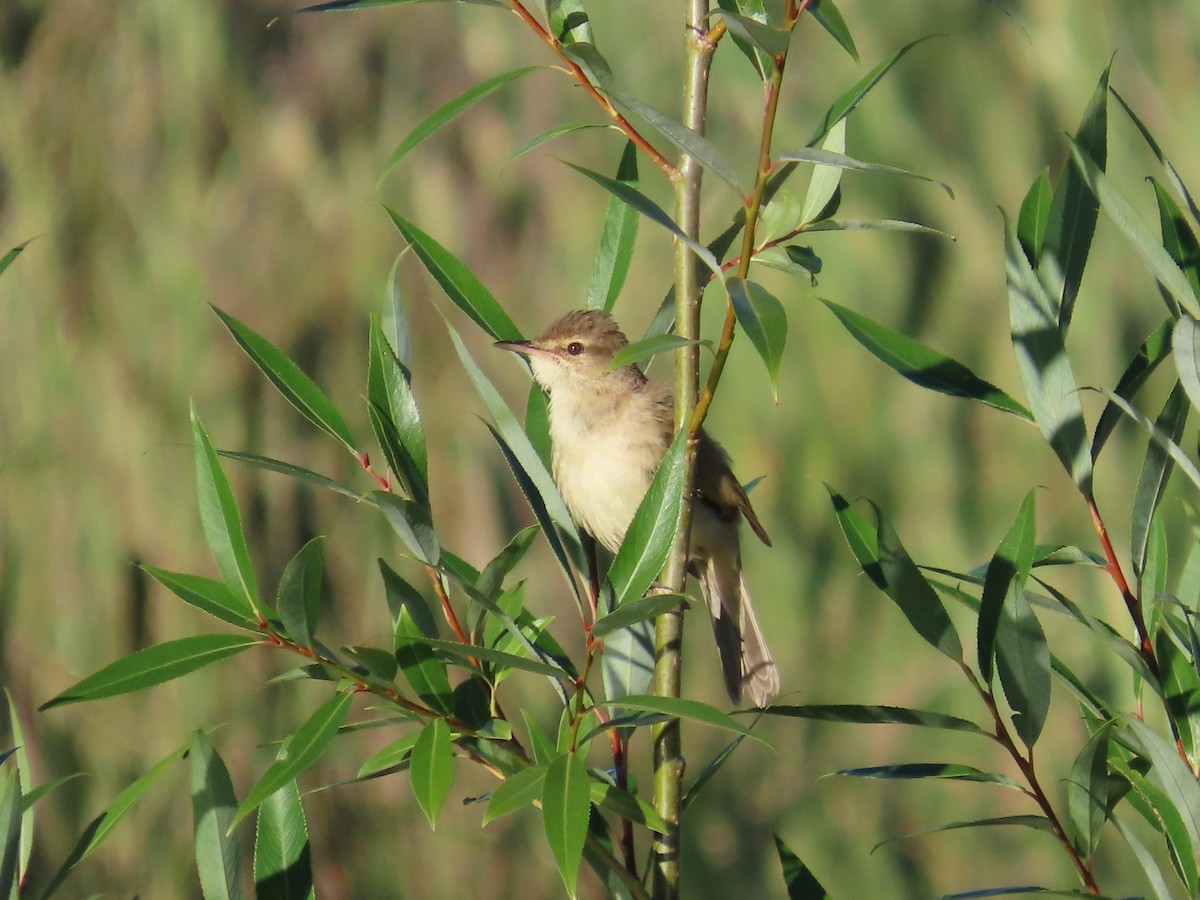 Australian Reed Warbler - ML646417571