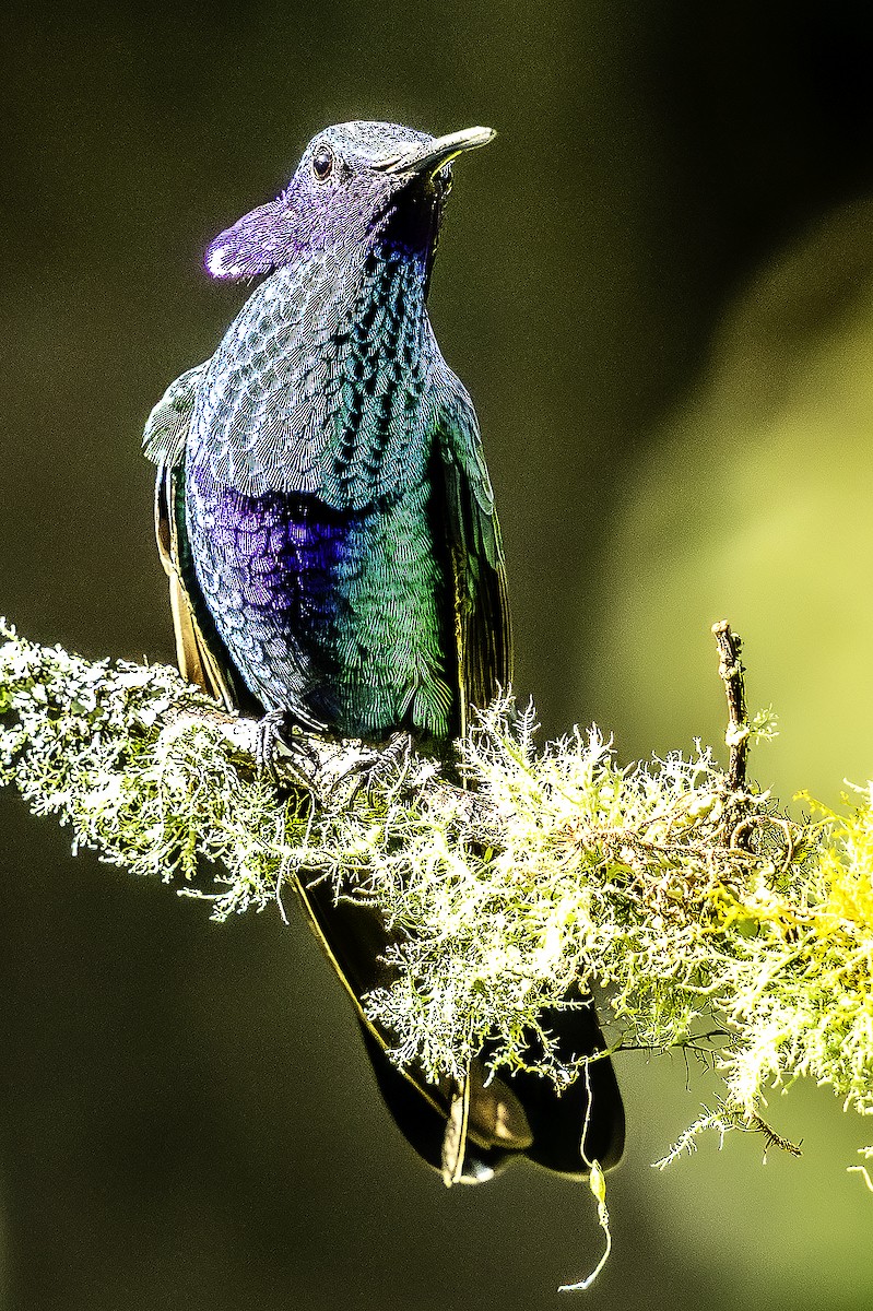 Sparkling Violetear - ML646417572