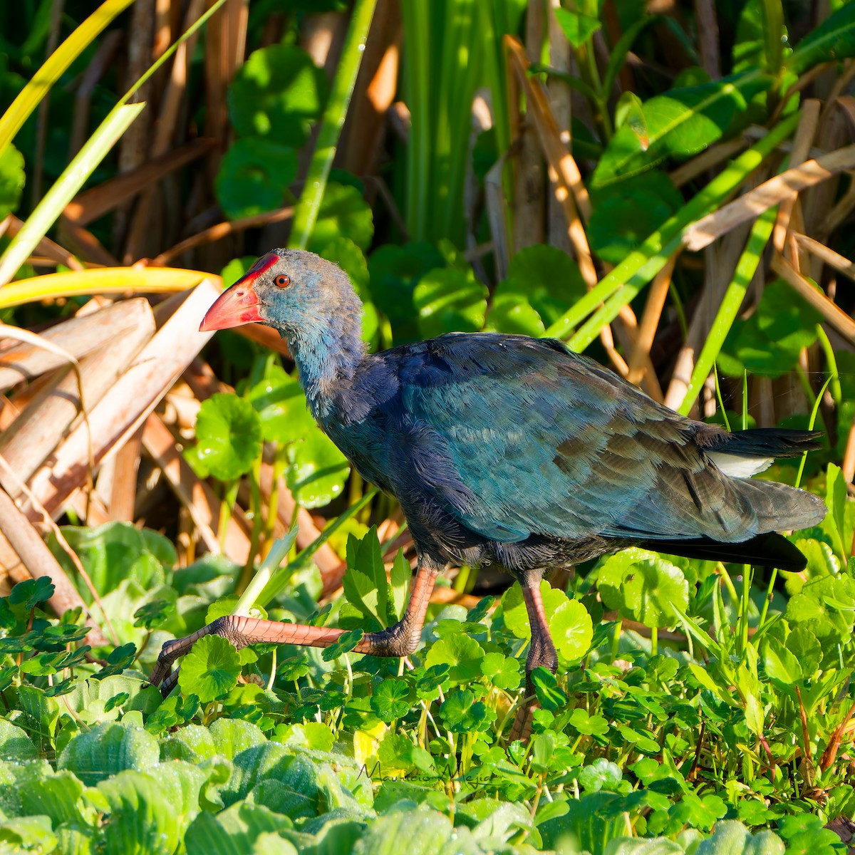 slípka šedohlavá - ML646417573