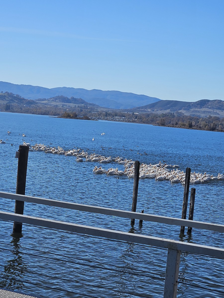 American White Pelican - ML646417574