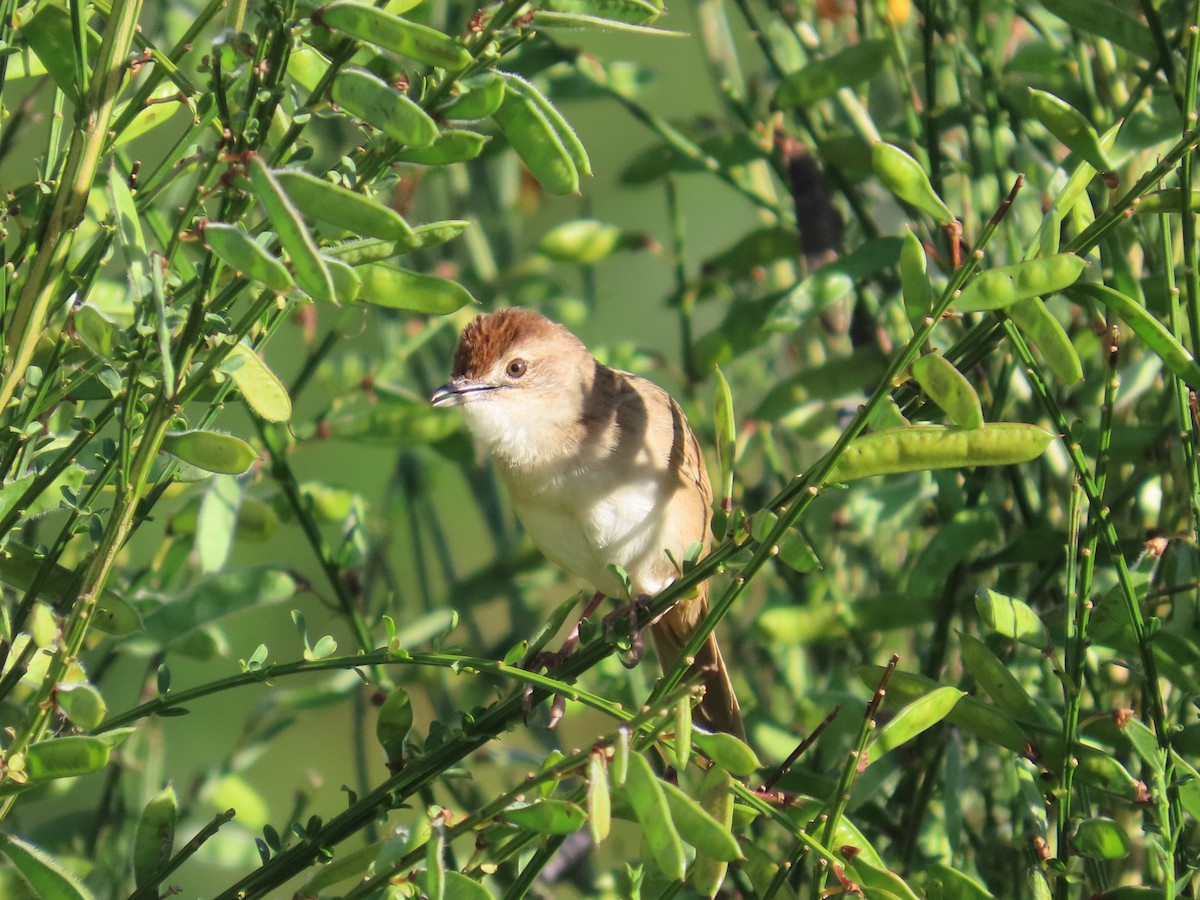 ズアカオオセッカ - ML646417576