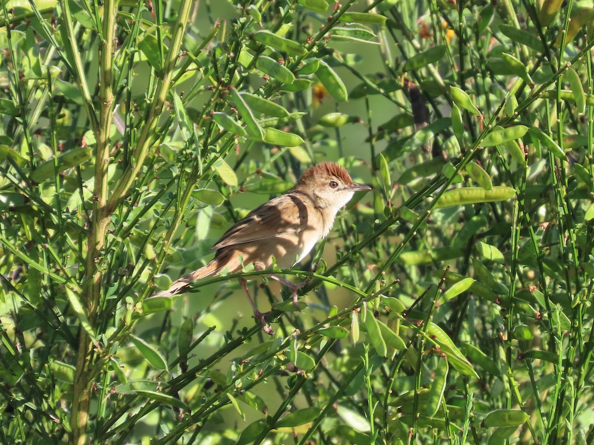 ズアカオオセッカ - ML646417577