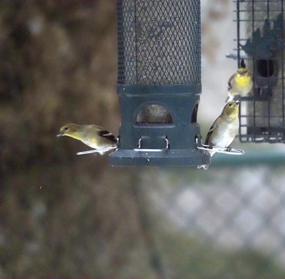 Чиж золотий - ML646417578