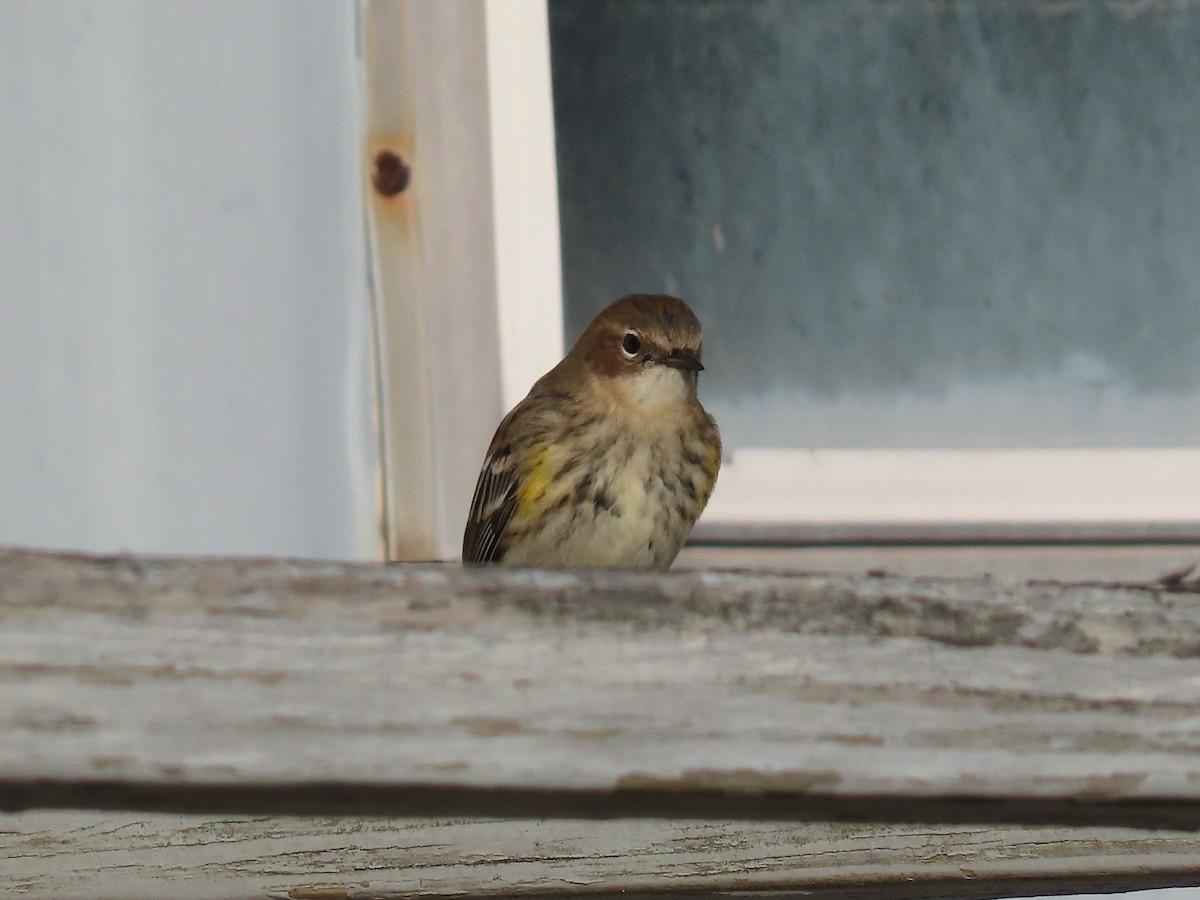 Yellow-rumped Warbler (Myrtle) - ML646417579
