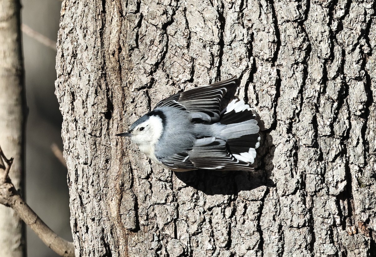 White-breasted Nuthatch - ML646417583