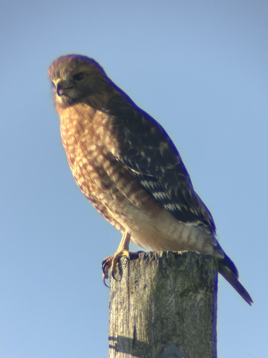 Red-shouldered Hawk - ML646417584