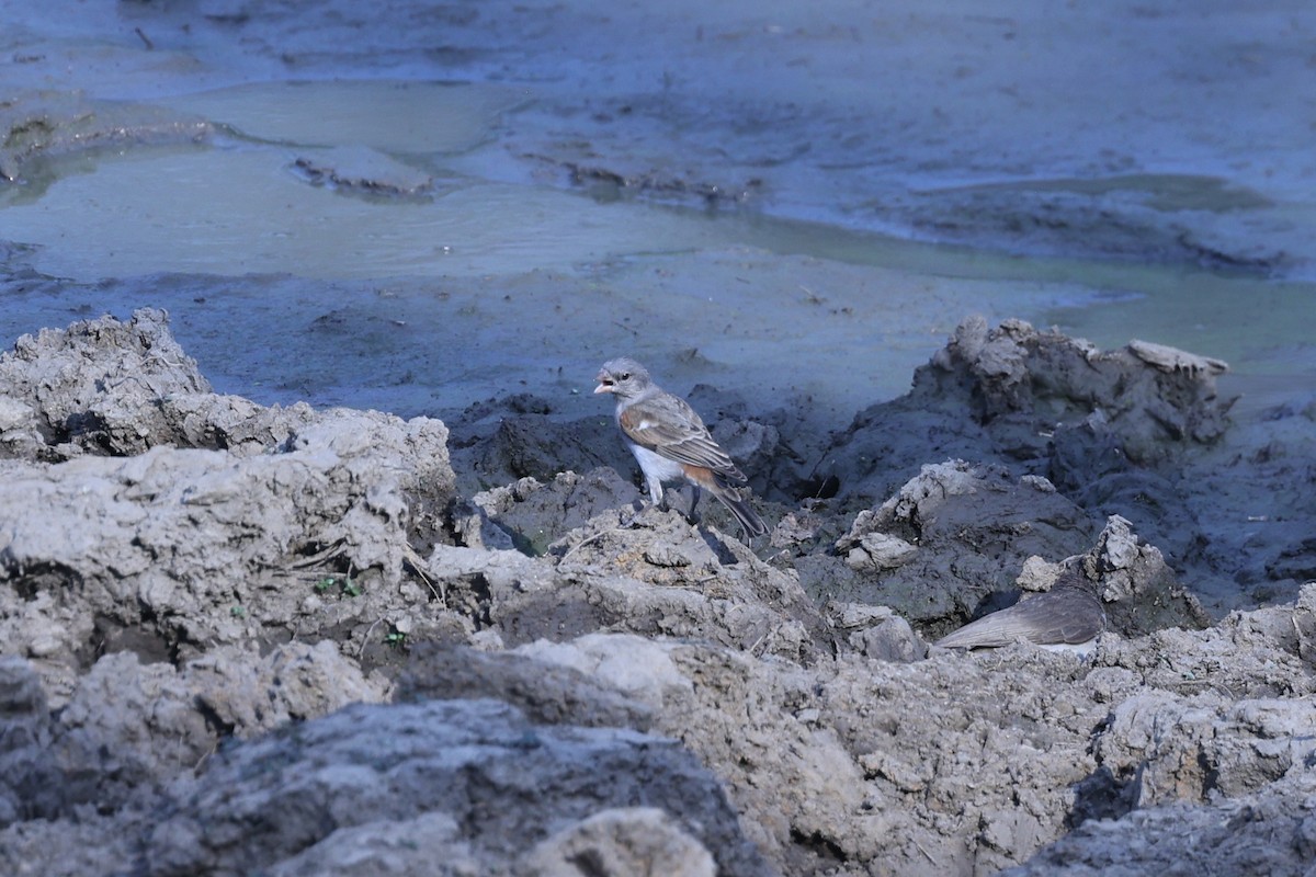 Southern Gray-headed Sparrow - ML646417587