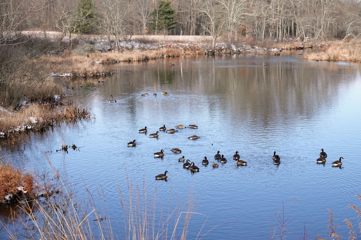 Canada Goose - ML646417588