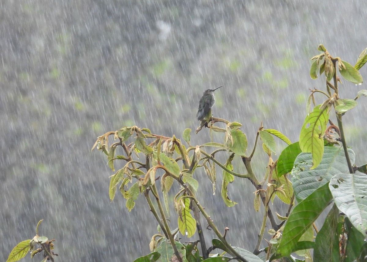 Colibri grivelé - ML646417589