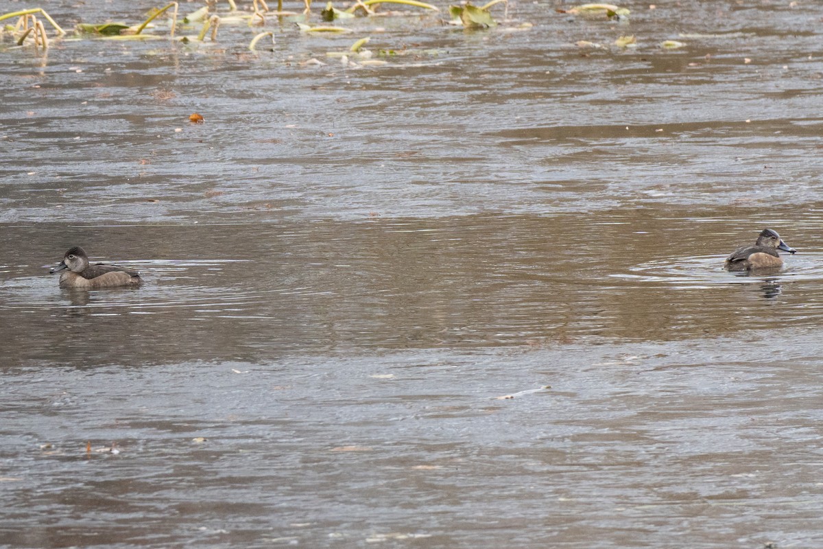 Ring-necked Duck - ML646417593