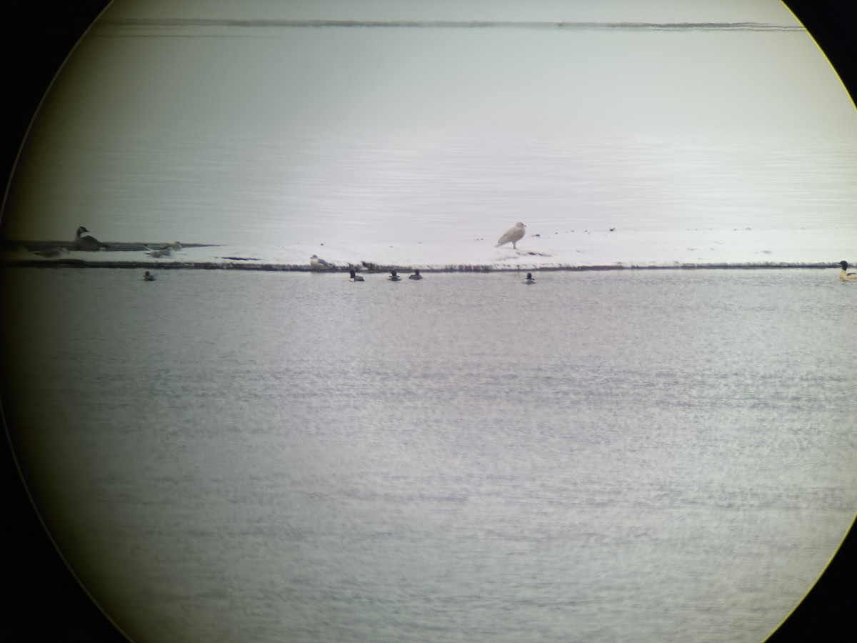 Glaucous Gull - ML646417594