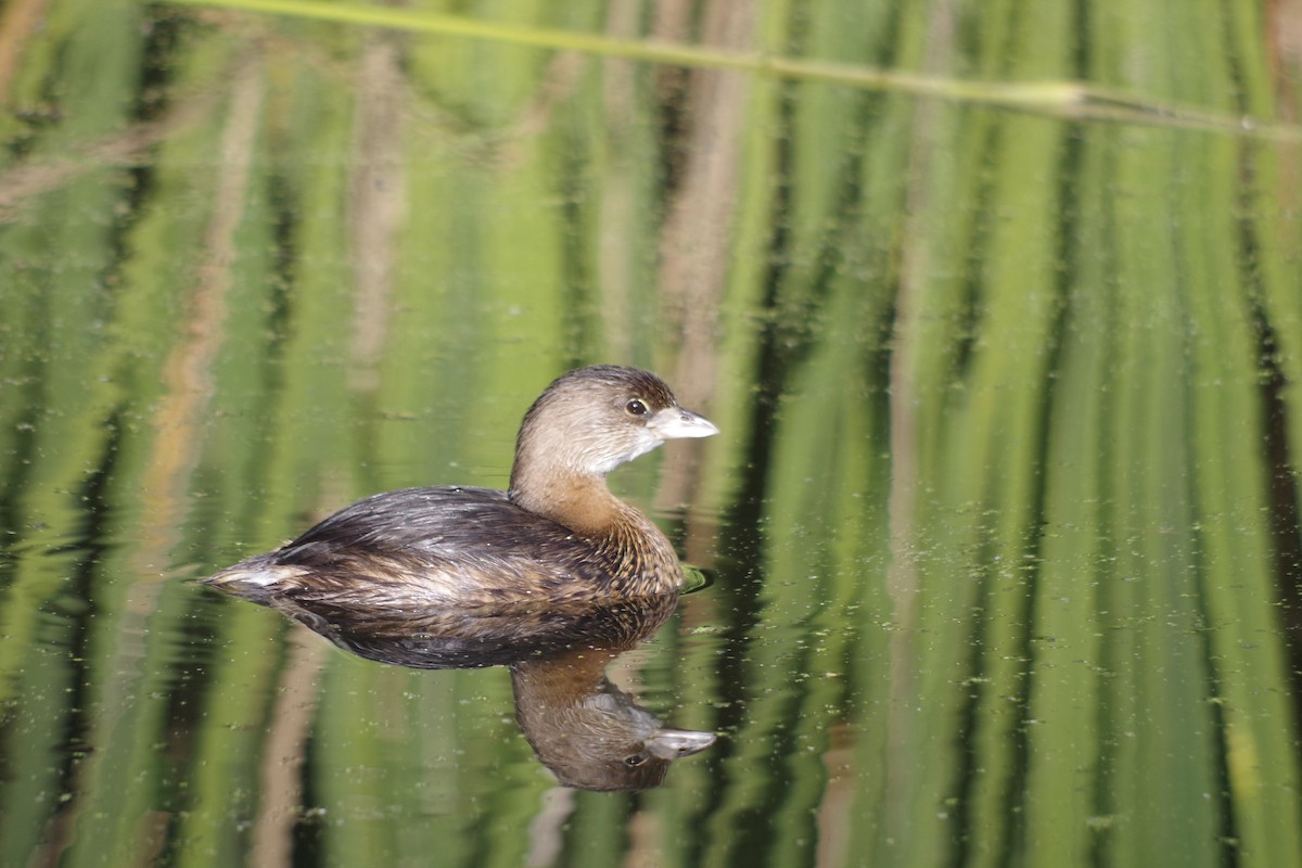 Pied-billed Grebe - ML646417596